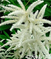 Šumska suručka -  Aruncus dioicus 